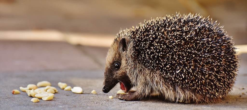 Jak chronić jeże przed pchełami