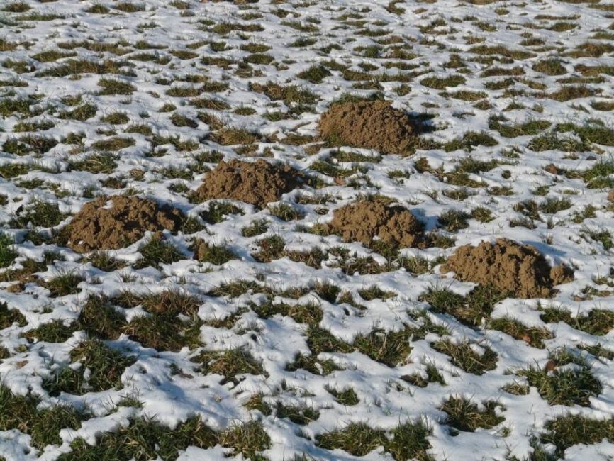 Jakie rośliny kret unika