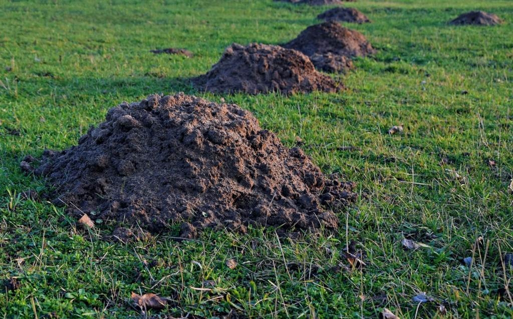 Jakie są naturalne sposoby na pozbycie się kreta