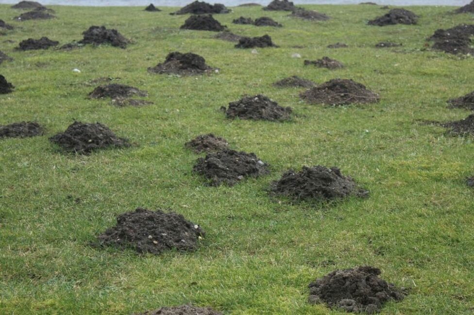 Jakie są objawy obecności kreta w ogrodzie