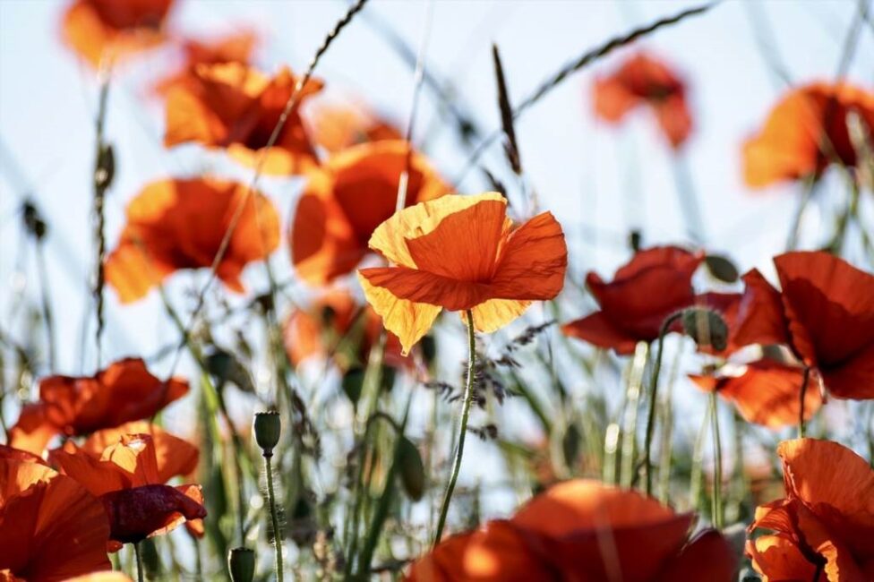 Magnolia ile lat do pełnego rozwoju kwiatów